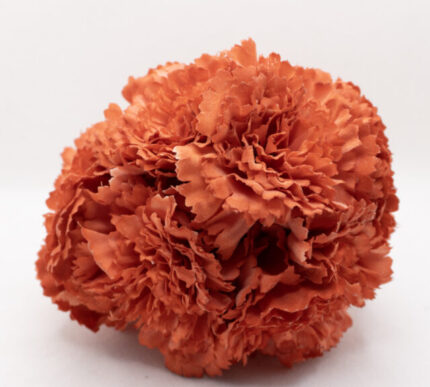 Clavel de flamenca Madrid
