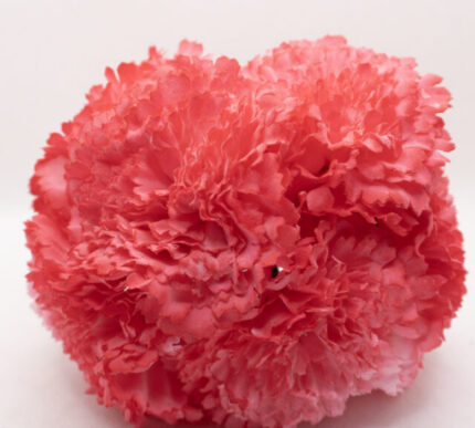 Clavel de flamenca Madrid