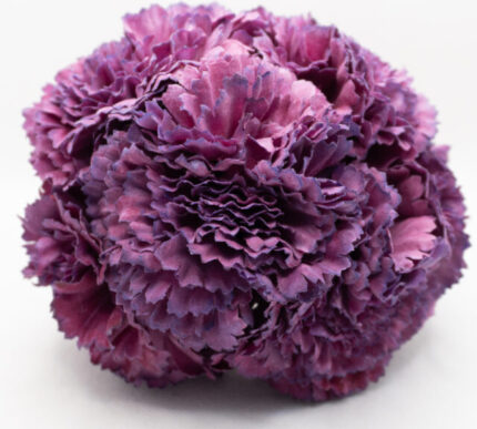Clavel de flamenca Madrid